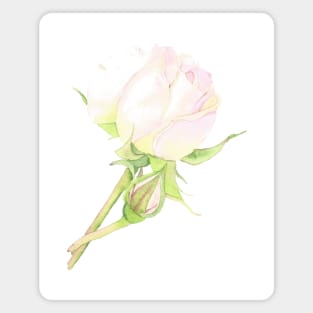 Evelyn Rose, floral watercolor Magnet